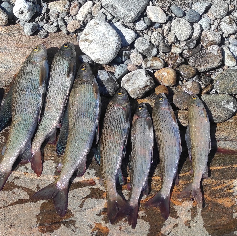 6ba74b8fb720d27be8078d6b2f225a30.1500x1500 (1).jpg